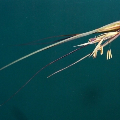 Themeda triandra (Kangaroo Grass) at Theodore, ACT - 27 Jan 2007 by MichaelBedingfield