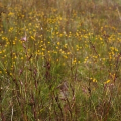 Themeda triandra (Kangaroo Grass) at Conder, ACT - 19 Nov 2000 by michaelb