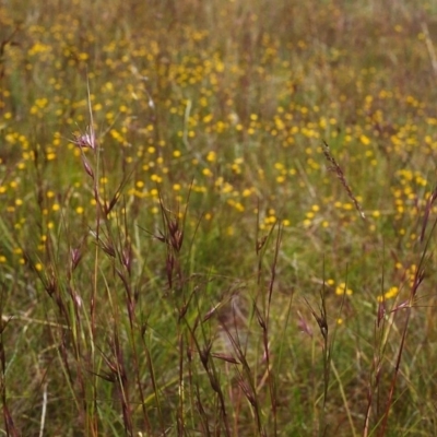 Themeda triandra (Kangaroo Grass) at Conder, ACT - 20 Nov 2000 by MichaelBedingfield