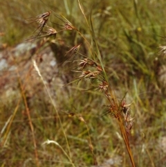 Themeda triandra (Kangaroo Grass) at Theodore, ACT - 2 Jan 2000 by michaelb