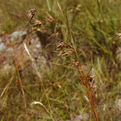 Themeda triandra (Kangaroo Grass) at Theodore, ACT - 2 Jan 2000 by michaelb