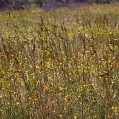 Themeda triandra (Kangaroo Grass) at Conder, ACT - 28 Nov 1999 by MichaelBedingfield