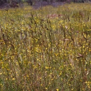 Themeda triandra at Conder, ACT - 28 Nov 1999