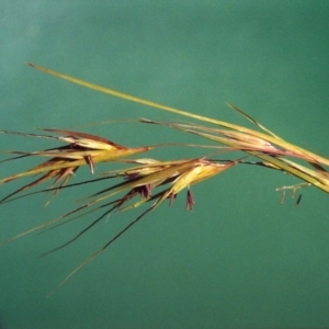 Themeda triandra at Paddys River, ACT - 11 Mar 2007 12:00 AM