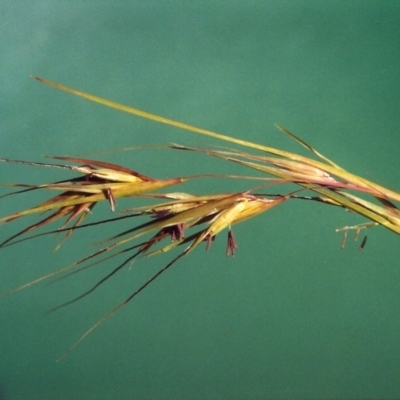 Themeda triandra (Kangaroo Grass) at Point Hut to Tharwa - 10 Mar 2007 by michaelb