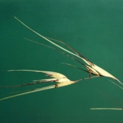 Themeda triandra (Kangaroo Grass) at Bonython, ACT - 10 Mar 2007 by michaelb