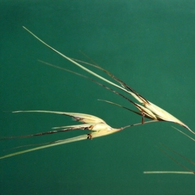 Themeda triandra (Kangaroo Grass) at Bonython, ACT - 11 Mar 2007 by MichaelBedingfield