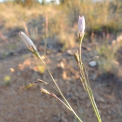 Wahlenbergia capillaris (Tufted Bluebell) at Bonython, ACT - 8 Nov 2014 by MichaelBedingfield