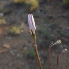 Wahlenbergia capillaris at Bonython, ACT - 8 Nov 2014