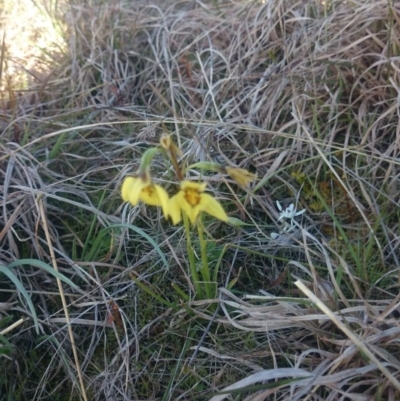 Diuris chryseopsis (Golden Moth) at Coree, ACT - 13 Sep 2015 by gregbaines