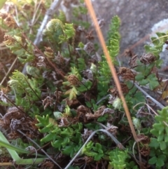 Cheilanthes distans (Bristly Cloak Fern) at Molonglo, ACT - 14 Sep 2015 by RichardMilner