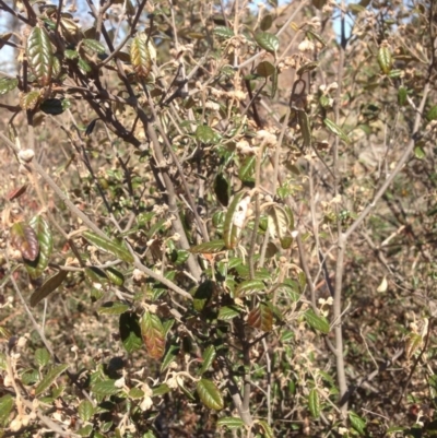 Pomaderris betulina subsp. betulina (Birch Pomaderris) at Molonglo, ACT - 14 Sep 2015 by RichardMilner