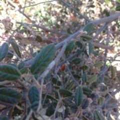 Pomaderris betulina subsp. betulina at Molonglo River Reserve - 14 Sep 2015