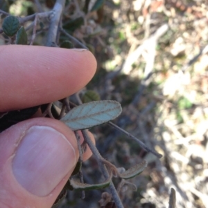 Pomaderris betulina subsp. betulina at Molonglo River Reserve - 14 Sep 2015 01:54 PM