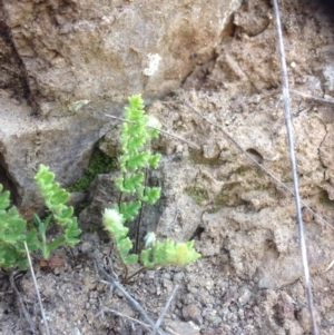 Cheilanthes distans at Molonglo River Reserve - 14 Sep 2015
