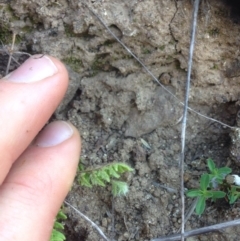 Cheilanthes distans at Molonglo River Reserve - 14 Sep 2015