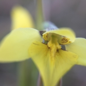 Diuris chryseopsis at Gungahlin, ACT - 14 Sep 2015