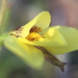 Diuris chryseopsis at Gungahlin, ACT - 14 Sep 2015