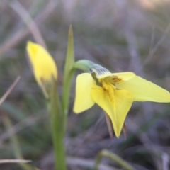 Diuris chryseopsis at Gungahlin, ACT - 14 Sep 2015