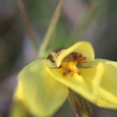 Diuris chryseopsis at Gungahlin, ACT - 14 Sep 2015