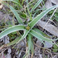 Luzula densiflora (Dense Wood-rush) at Garran, ACT - 13 Sep 2015 by FranM