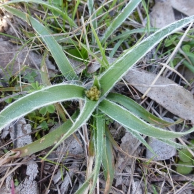 Luzula densiflora (Dense Wood-rush) at Garran, ACT - 13 Sep 2015 by FranM