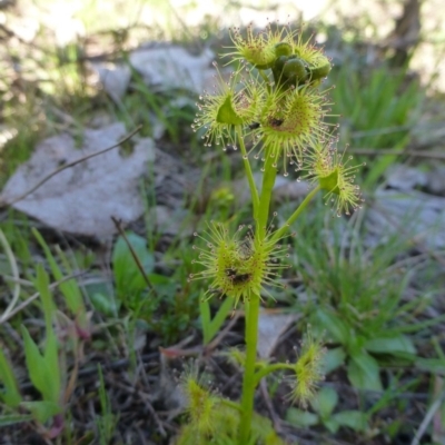 Drosera (genus) (A Sundew) at Garran, ACT - 13 Sep 2015 by FranM