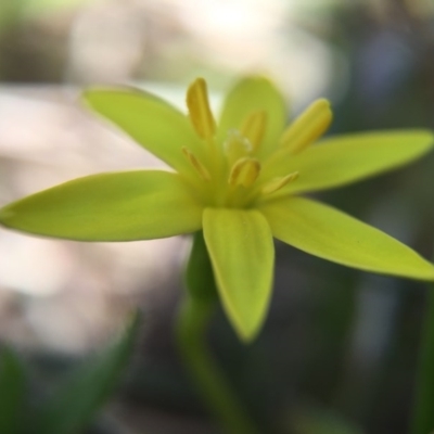 Hypoxis hygrometrica (Golden Weather-grass) at Mulligans Flat - 14 Sep 2015 by JasonC