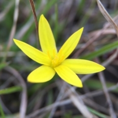 Hypoxis hygrometrica at Gungahlin, ACT - 14 Sep 2015