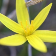 Hypoxis hygrometrica at Gungahlin, ACT - 14 Sep 2015