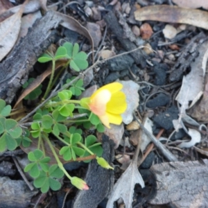 Oxalis sp. at Bruce, ACT - 13 Sep 2015