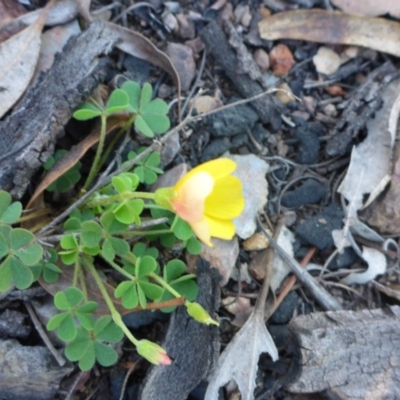 Oxalis sp. (Wood Sorrel) at Bruce, ACT - 13 Sep 2015 by JanetRussell