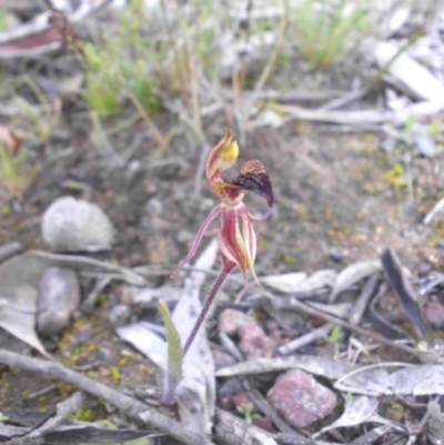 Caladenia actensis (Canberra Spider Orchid) at Mount Ainslie - 12 Sep 2015 by SilkeSma