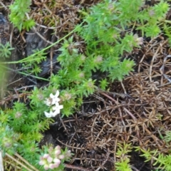 Asperula conferta (Common Woodruff) at Molonglo Valley, ACT - 3 Sep 2015 by galah681