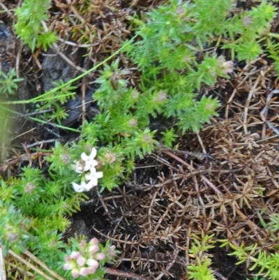 Asperula conferta (Common Woodruff) at Molonglo Valley, ACT - 3 Sep 2015 by galah681