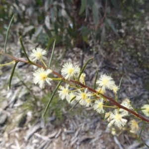 Acacia genistifolia at Molonglo Valley, ACT - 10 Sep 2015