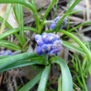 Muscari armeniacum at Bruce, ACT - 13 Sep 2015 03:19 PM