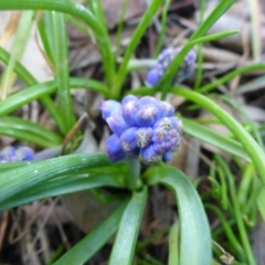 Muscari armeniacum (Grape Hyacinth) at Bruce, ACT - 13 Sep 2015 by JanetRussell