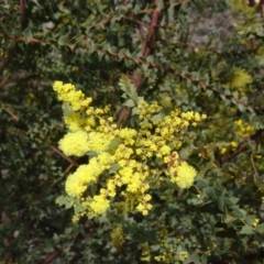 Acacia pravissima (Wedge-leaved Wattle, Ovens Wattle) at Sth Tablelands Ecosystem Park - 10 Sep 2015 by galah681