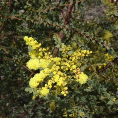 Acacia pravissima (Wedge-leaved Wattle, Ovens Wattle) at Sth Tablelands Ecosystem Park - 10 Sep 2015 by galah681