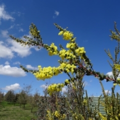 Acacia pravissima at Molonglo Valley, ACT - 10 Sep 2015 11:27 AM