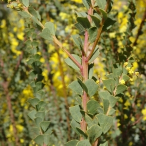 Acacia pravissima at Molonglo Valley, ACT - 10 Sep 2015 11:27 AM