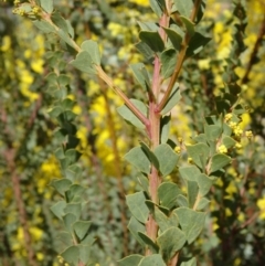 Acacia pravissima at Molonglo Valley, ACT - 10 Sep 2015