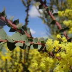 Acacia pravissima at Molonglo Valley, ACT - 10 Sep 2015