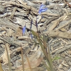 Stypandra glauca (Nodding Blue Lily) at Sth Tablelands Ecosystem Park - 10 Sep 2015 by galah681