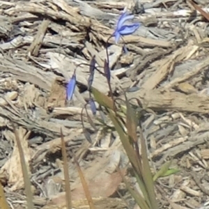 Stypandra glauca at Molonglo Valley, ACT - 10 Sep 2015 11:28 AM