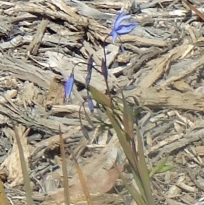 Stypandra glauca (Nodding Blue Lily) at Molonglo Valley, ACT - 10 Sep 2015 by galah681