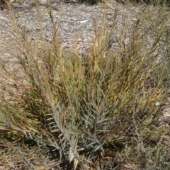 Stypandra glauca at Molonglo Valley, ACT - 10 Sep 2015 11:28 AM