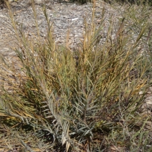Stypandra glauca at Molonglo Valley, ACT - 10 Sep 2015