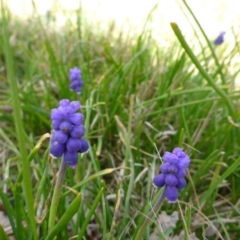 Muscari armeniacum (Grape Hyacinth) at Hall, ACT - 12 Sep 2015 by JanetRussell